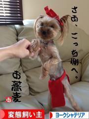 にほんブログ村 犬ブログ ヨークシャー！テリアへ